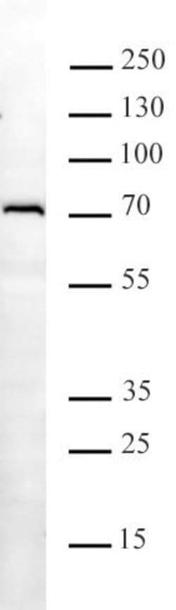 METTL3 Monoclonal Antibody (29C8), Active Motif:Antibodies:Primary Antibodies