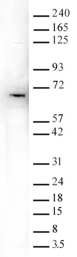 YTHDF1 Polyclonal Antibody, Active Motif 10 &mu;g; Unconjugated:Antibodies,