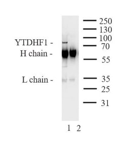 YTHDF1 Polyclonal Antibody, Active Motif 10 &mu;g; Unconjugated:Antibodies,