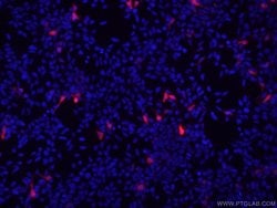 Flag tag Mouse anti-Tag, Clone: 2B3C4, Proteintech 150 &mu;L; Unconjugated:Antibodies