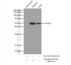 Flag tag Mouse anti-Tag, Clone: 2B3C4, Proteintech 150 &mu;L; Unconjugated:Antibodies
