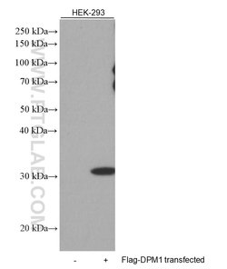 Flag tag Mouse anti-Tag, Clone: 2B3C4, Proteintech 150 &mu;L; Unconjugated:Antibodies