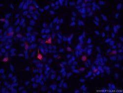 Flag tag Mouse anti-Tag, Clone: 2B3C4, Proteintech 150 &mu;L; Unconjugated:Antibodies