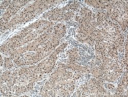 DDB1 Mouse anti-Human, Mouse, Rat, Clone: 4F6C6, Proteintech 20 &mu;L;