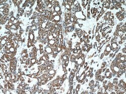 DDB1 Mouse anti-Human, Mouse, Rat, Clone: 4F6C6, Proteintech 20 &mu;L;