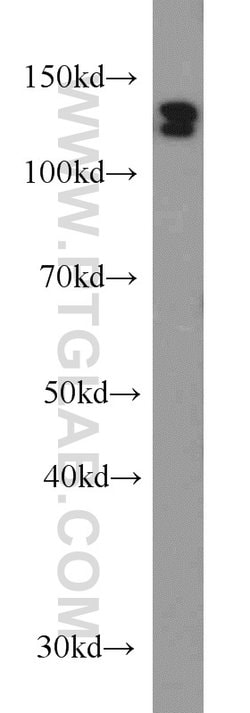 DDB1 Mouse anti-Human, Mouse, Rat, Clone: 4F6C6, Proteintech 20 &mu;L;