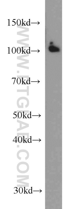 DDB1 Mouse anti-Human, Mouse, Rat, Clone: 4F6C6, Proteintech 20 &mu;L;