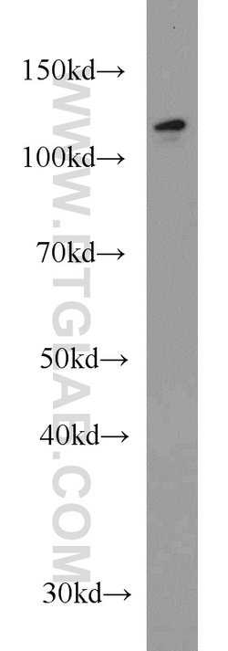 DDB1 Mouse anti-Human, Mouse, Rat, Clone: 4F6C6, Proteintech 20 &mu;L;