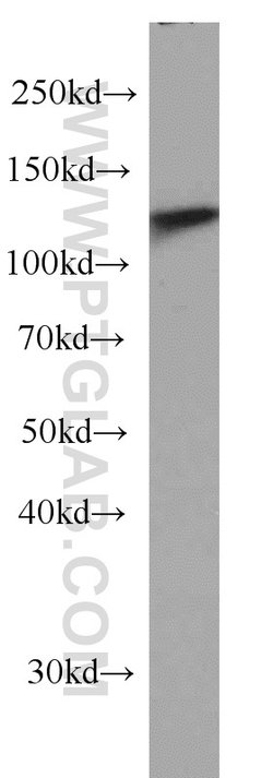 DDB1 Mouse anti-Human, Mouse, Rat, Clone: 4F6C6, Proteintech 20 &mu;L;