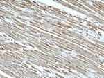 Thumbnail_GEFT Mouse anti-Human, Mouse, Rat, Clone: 5A11F8, Proteintech 150 &mu;L;