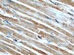 Thumbnail_GEFT Mouse anti-Human, Mouse, Rat, Clone: 5A11F8, Proteintech 150 &mu;L;