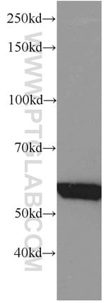 Thumbnail_GEFT Mouse anti-Human, Mouse, Rat, Clone: 5A11F8, Proteintech 150 &mu;L;