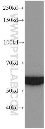 Thumbnail_GEFT Mouse anti-Human, Mouse, Rat, Clone: 5A11F8, Proteintech 150 &mu;L;