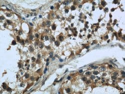 MAD2L1 Mouse anti-Human, Clone: 2F5F12, Proteintech 150 &mu;L; Unconjugated:Antibodies,