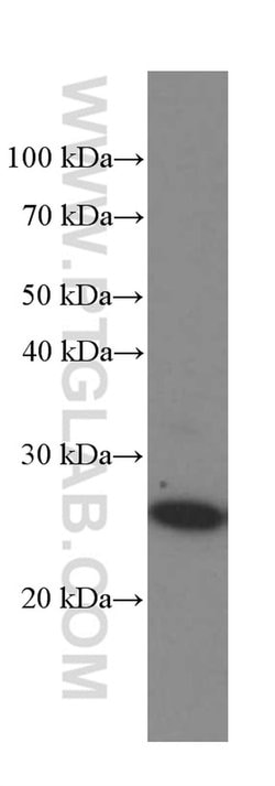 MAD2L1 Mouse anti-Human, Clone: 2F5F12, Proteintech 150 &mu;L; Unconjugated:Antibodies,