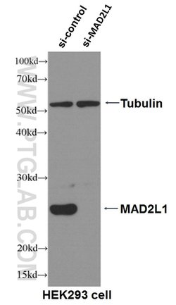 MAD2L1 Mouse anti-Human, Clone: 2F5F12, Proteintech 150 &mu;L; Unconjugated:Antibodies,