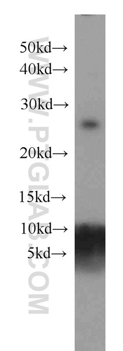 MAD2L1 Mouse anti-Human, Clone: 2F5F12, Proteintech 150 &mu;L; Unconjugated:Antibodies,