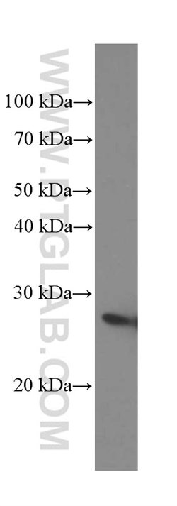 MAD2L1 Mouse anti-Human, Clone: 2F5F12, Proteintech 150 &mu;L; Unconjugated:Antibodies,