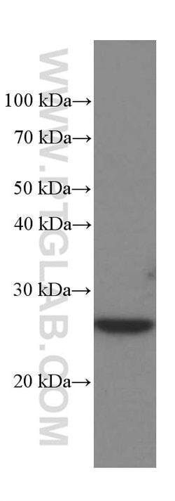 MAD2L1 Mouse anti-Human, Clone: 2F5F12, Proteintech 150 &mu;L; Unconjugated:Antibodies,