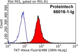 Transketolase Mouse anti-Human, Clone: 3E2F3, Proteintech:Antibodies:Primary