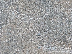 Bcl-XL Mouse anti-Human, Clone: 4C12A6, Proteintech 150 &mu;L; Unconjugated:Antikörper