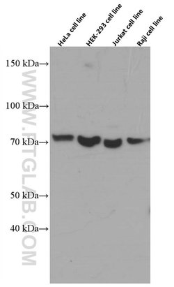 CDC6 Mouse anti-Human, Mouse, Rat, Clone: 6F12D2, Proteintech 150 &mu;L;
