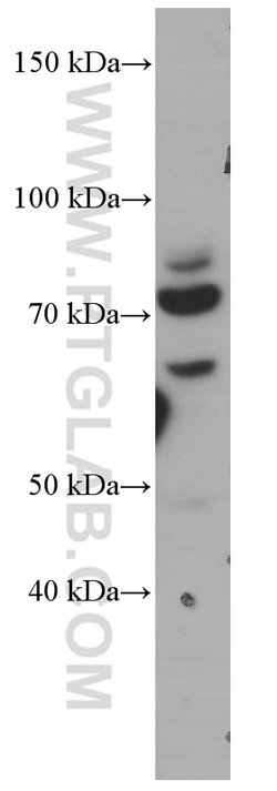 CDC6 Mouse anti-Human, Mouse, Rat, Clone: 6F12D2, Proteintech 150 &mu;L;