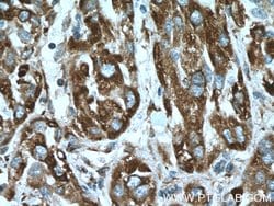 CYB5R3 Mouse anti-Human, Clone: 9C4D10, Proteintech 150 &mu;L; Unconjugated:Antibodies,