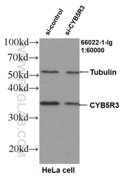 CYB5R3 Mouse anti-Human, Clone: 9C4D10, Proteintech 150 &mu;L; Unconjugated:Antibodies,