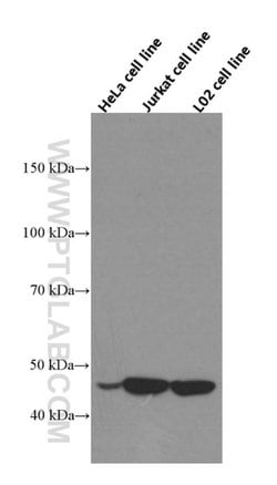 RNH1 Mouse anti-Human, Clone: 4A1C4, Proteintech 150 &mu;L; Unconjugated:Antibodies,