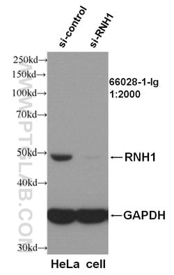 RNH1 Mouse anti-Human, Clone: 4A1C4, Proteintech 150 &mu;L; Unconjugated:Antibodies,