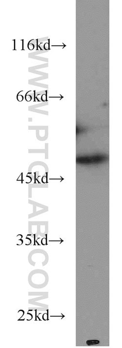 Proteintech Group Inc RNH1 Mouse anti-Human, Clone: 4A1C4, Proteintech