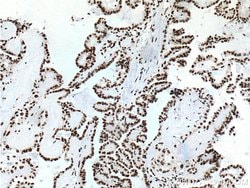 TTF1 Mouse anti-Human, Porcine, Clone: 2C8F3, Proteintech:Antibodies:Primary