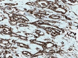 Annexin A2 Mouse anti-Human, Clone: 1C1E12, Proteintech:Anticorps:Anticorps