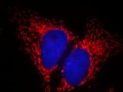 ATP5A1 Mouse anti-Human, Mouse, Non-human primate, Rat, Clone: 1B10H3,
