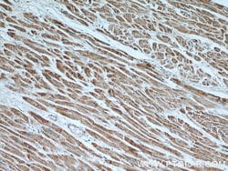 ATP5A1 Mouse anti-Human, Mouse, Non-human primate, Rat, Clone: 1B10H3,