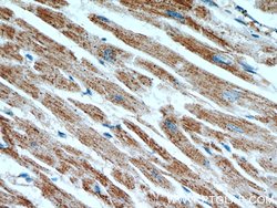ATP5A1 Mouse anti-Human, Mouse, Non-human primate, Rat, Clone: 1B10H3,