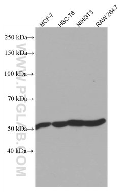 ATP5A1 Mouse anti-Human, Mouse, Non-human primate, Rat, Clone: 1B10H3,