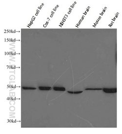 ATP5A1 Mouse anti-Human, Mouse, Non-human primate, Rat, Clone: 1B10H3,