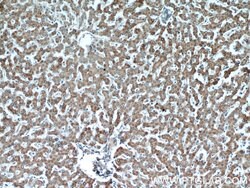 ATP5A1 Mouse anti-Human, Mouse, Non-human primate, Rat, Clone: 1B10H3,