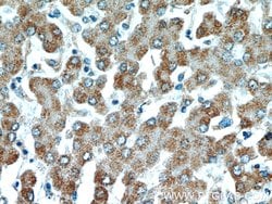 ATP5A1 Mouse anti-Human, Mouse, Non-human primate, Rat, Clone: 1B10H3,