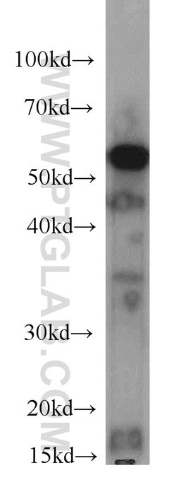 ATP5A1 Mouse anti-Human, Mouse, Non-human primate, Rat, Clone: 1B10H3,