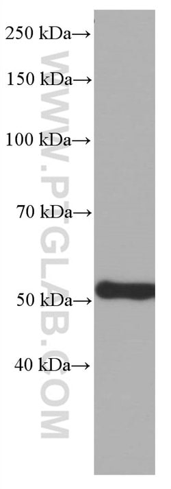 ATP5A1 Mouse anti-Human, Mouse, Non-human primate, Rat, Clone: 1B10H3,