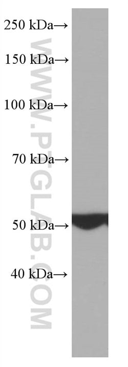 ATP5A1 Mouse anti-Human, Mouse, Non-human primate, Rat, Clone: 1B10H3,