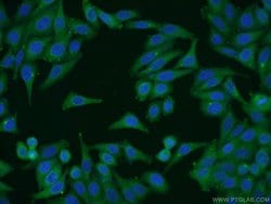 CUL4A Mouse anti-Human, Mouse, Non-human primate, Porcine, Rat, Clone: