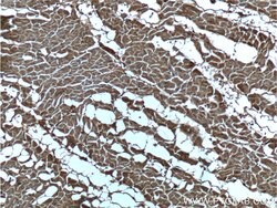 CUL4A Mouse anti-Human, Mouse, Non-human primate, Porcine, Rat, Clone: