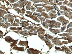 CUL4A Mouse anti-Human, Mouse, Non-human primate, Porcine, Rat, Clone: