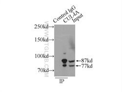 CUL4A Mouse anti-Human, Mouse, Non-human primate, Porcine, Rat, Clone: