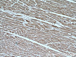 CUL4A Mouse anti-Human, Mouse, Non-human primate, Porcine, Rat, Clone: