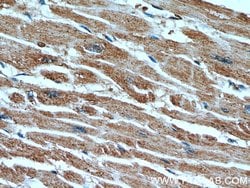 CUL4A Mouse anti-Human, Mouse, Non-human primate, Porcine, Rat, Clone: